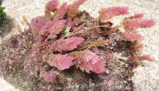 ピンク色の海藻
